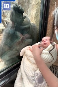 2.9M views · 37K reactions | These gorilla and human mothers are bonding on a maternal level! 轢殺 via ViralHog | Daily Mail US | Facebook
