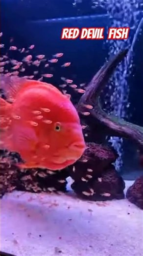 Red devil fish and Thousands of fry 🌊#shorts #exotic #fish #aquarium