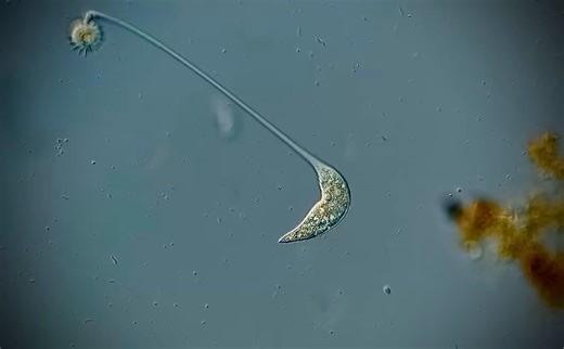 This 40-micrometer single-celled organism with zero neurons … hunts, kills, and eats other living creatures using nothing but microtubules and geometry.Lacrymaria olor is a freshwater ciliate found in ponds worldwide and one of the most ferocious predators in microbiology. At rest, it’s a teardrop barely visible to the naked eye. When hunting, it launches a neck-like proboscis up to 30× its body length — 1.5mm in under 30 seconds — whipping it through the water in violent, snaking arcs to locate