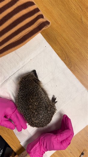 Woran erkenne ich einen hilfsbedürftigen Igel 🦔? Zum einen erkennt man es an Körperform: schmal, Knochen stehen raus, Hungerknick, Kopf größer, als Po (am Ende des Videos zu sehen), Hautfalten legen sich nur langsam. Am Gangbild, der Igel wackelt oder torkelt. Wenn der Igel tagaktiv ist, kann dies ein schlechtes Zeichen sein. Wenn der Igel auf der Seite liegt und sich nicht einrollt benötigt er Hilfe. Zudem sind Fliegen ein sicheres Alarmzeichen. Wenn ihr 743 und seine Mitpatienten unterstützen