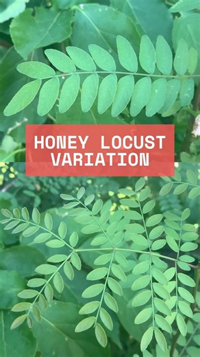 Levi O’Brien on Instagram: "Some trees, like honey locust (Gliditsia triacanthos) have BOTH pinnately and bi-pinnately compound leaves! This is important to be aware of when identifying! #tree #trees #plant #plants #gardening #arborist #forest #forestry #horticulture"