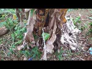 Peeing To Banana Trees 🍌 | Vilage life 💦| Men pee outside ☺️| relaxing vibes 🤭 | Pee in nature