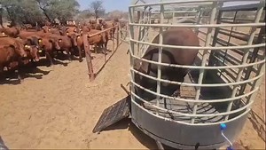 1M views · 904 reactions | A breeding bull is unloaded onto a farm full of cows | Emma Tyler | Facebook