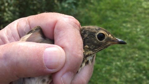 Bird banding a reminder of why we need birds now more than ever