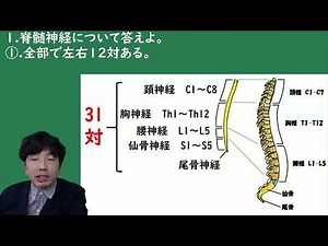 脊髄神経の特徴【解剖生理学・形態機能学 脊髄神経・伝導路】