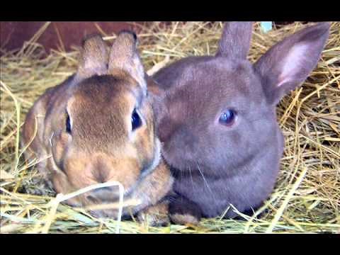 Mini Rex Rabbits