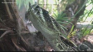 Rattlesnakes can swim in the ocean and people are freaking out about this information