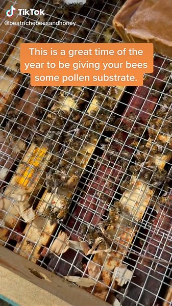 Importance of Feeding Bees Pollen Substrate in Early Spring