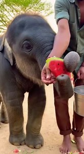 A moment mahout feeding watermelon to adorable baby elephant! | Daily Elephant