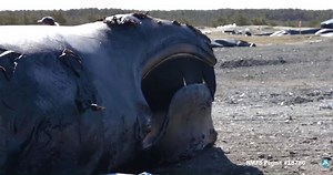 35 reactions · 15 shares | As few as 411 North Atlantic right whales...