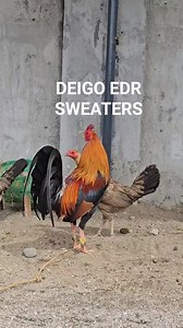 Marvs Ayuste on Reels