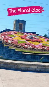 This unique and stunning display is a very popular stop on the Niagara Parkway and is photographed almost as often as the Falls! The planted face is maintained by the Niagara Parks horticulture staff, while the mechanism is kept in working order by Ontario Power Generation. The floral design is changed twice each year - it features viola in the Spring and four cultivars of Alternanthera along with green and grey forms of Santolina Sage during the Summer and Fall. California Golden Privet and Blu