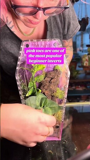 Pink Toe Tarantula (Avicularia avicularia) enclosure build 💜🕷️Full care guide is on my channel