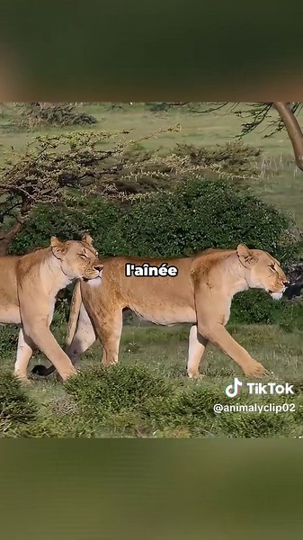 Anna, la lionne : Combat pour ses lionceaux