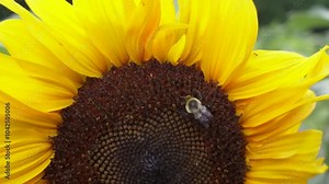 Sunflower with a bumble bee collecting pollen in the summer time. Bees in the sunshine harvesting pollen from a sunflower in the garden.