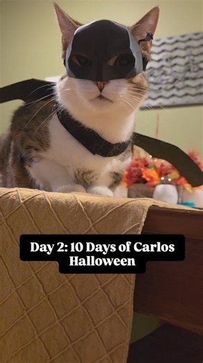 Carlos Epstein on Instagram: "Day 2. It's BAT KITTY! #carlosthatcat #catstagram #catsofinstagram #catvideooftheday #catvideosofinstagram #catlife #cat"