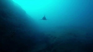 21K views · 414 reactions | Do sharks prefer jazz or classical music? Here's how you can train sharks with music.  | Shark Week | Facebook