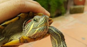 How Often Do Red Eared Sliders Lay Eggs( With Pictures and Video) | Turtle Owner