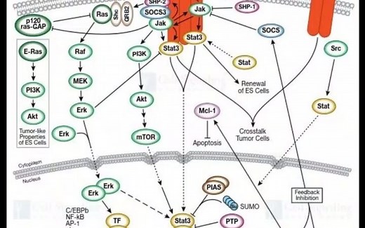 Jak/stat：IL6受体信号通路关键抗体