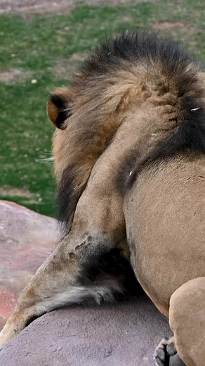 10K views · 276 reactions | SOUND UP for a bit of cat calling! | Phoenix Zoo | Facebook