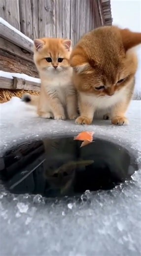 Kitten Thought the Bait Was the Reward! 😭🐱