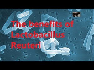 The benefits of Lactobacillus Reuteri