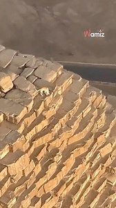 13K views · 121 reactions | ✨ Un chien aventurier au sommet de la...