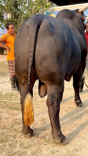 2.9M views · 14K reactions | Top body score,tall and darkPerfect bull. SUMON’S CATTLE #farming #cow #cattle #bulls #Bangladesh #reelsfb #reelsvideo #viralreelsfb #viralreels | SUMON’S CATTLE | Facebook