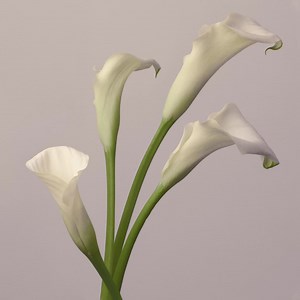 后核不插电IMMINENCE - Infectious (Acoustic) (OFFICIAL AUDIO STREAM)