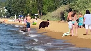 Black bears cool off with dip at South Lake Tahoe beach