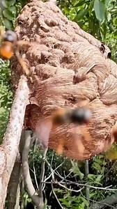 Clips millions of viewers | Yarden Saxophone