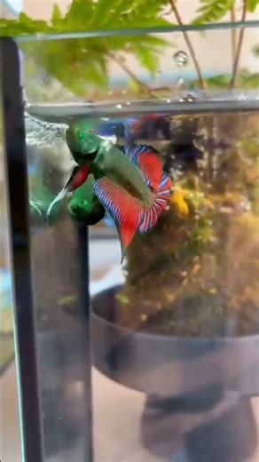 BETTA HYBRID. This Batta fish is so beautiful!😍😘🥰