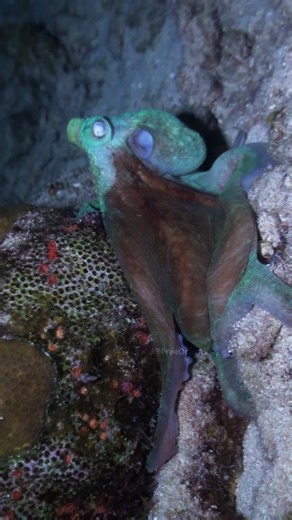 Octopus Changing its Color wp IcDDP #wildlife #nature #ocean #fish | PreeOcean