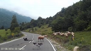 268K views · 1.1K reactions | And you thought you were having a bad day... via JukinVideo | HuffPost British Columbia | Facebook