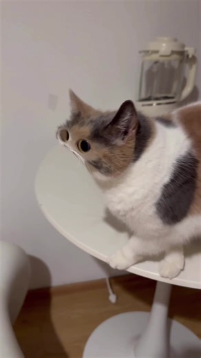 一起meep#meepcat #meme #meep #cat