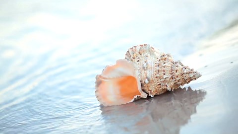 Beach Pictures Framed Wall Art: Seascape Artwork Set of 4 Seashell & Starfish Pictures Prints on Wood Ocean Wall Decor for Bedroom