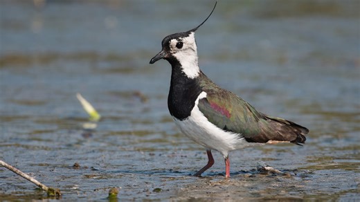 I didn’t expect to see this lapwing so close