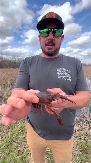 How to hold a Crawfish | LOUISIANA CRAWFISH