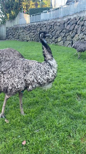 13 reactions | Emu Poop is Spooky, you could call it Spoopy. Listen as Spookeeper Lisa tells one of her Spooky Stories.  | Cougar Mountain Zoo | Facebook