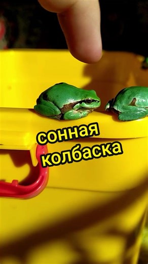 Навалил кринжа 🐸 #необычныйпэт #пэт_комедия #лягушка #frogtok