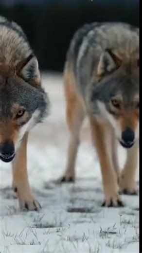 Caucasian Shepherd (Ovcharka) vs. Wolves/ Fearless and Powerful Guardian #animals #shorts #dogs