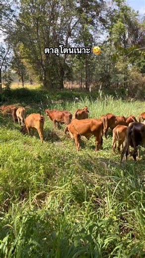 ตาลุโตนเจ้าของเนาะ ใช้เงินเเต่บ่ทันตายพิ 🤣🤣 #ครีเอเตอร์ดิจิทัล #เปิดค่าการมองเห็น #reelsviralシfb @ไฮไลท์ 🪴🌼🍃☘️🌷🌻🌈🌸🌿🐄🐂 | Bow Botan Kusanthia