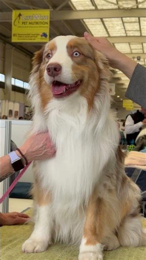 WildVerse || Australian Shepherd: The Smart Dog with Stunning Blue Eyes 🐶💙