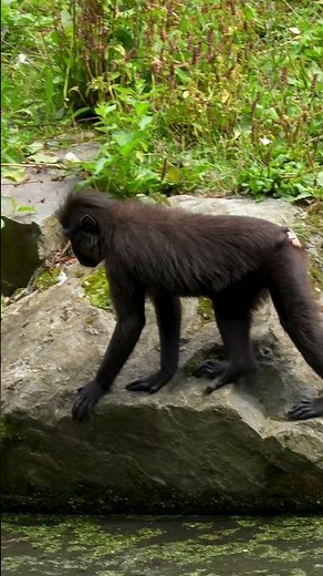Dublin Zoo - Sulawesi-crested Macaque Playtime