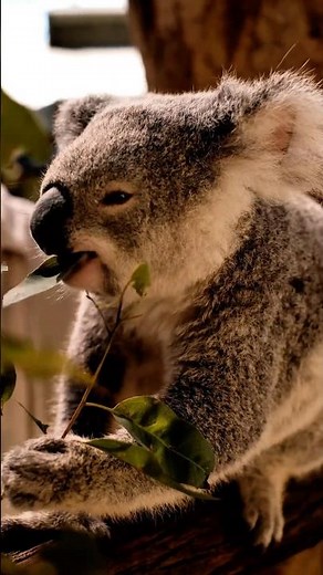 Koala Eating Eucalyptus Leaves: The Toxic Diet That Saves Them 🐨🌿 #Koala #australianwildlife