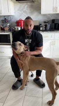 Building my Boerboel puppies framework