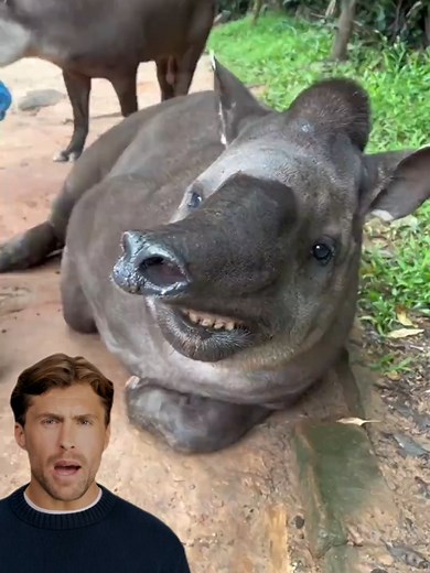 Discover the Cutest Jungle Dinosaur: Tapir