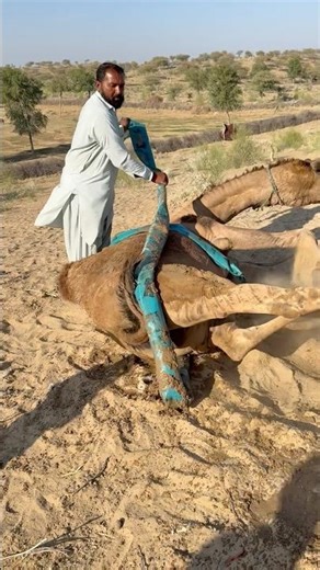 الجمل يلتف حول الأنبوب الأزرق كأنه ثعبان في مشهد غريب ومثير
