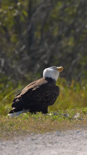 Sound up!!! Did you know this is what bald eagles sound like? A lot of people have the wrong idea about bald eagle vocalizations because a long time ago someone decided they didn’t sound as cool as they looked so they started swapping out bald eagle vocalizations for red-tailed hawk sounds in movies and tv. . I’m not sure what this one was trying to say but it was in the midst of ripping up an opossum carcass yesterday when I filmed this. There were several eagles circling above including anothe