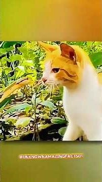 snake🐍vs cat🐱 — Who Wins This Battle? 😼🔥 #didyouknow